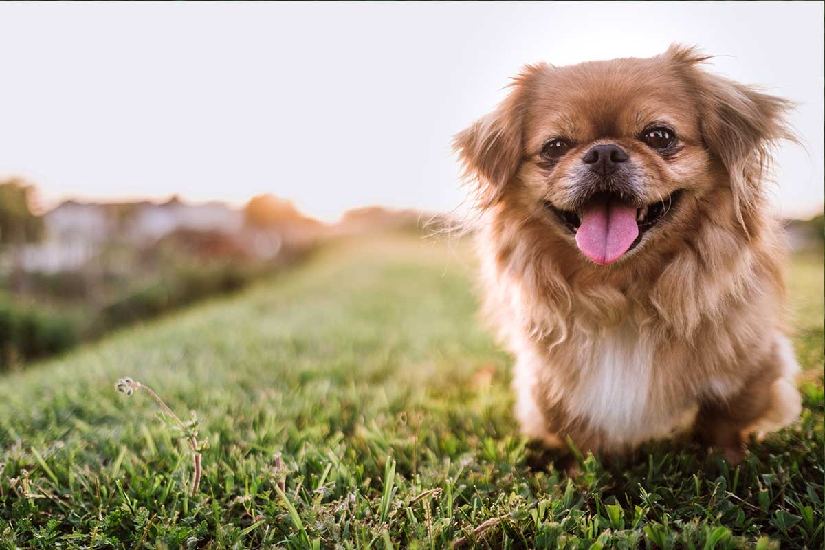 Pekinés